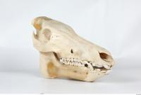 Skull Boar - Sus scrofa 0040